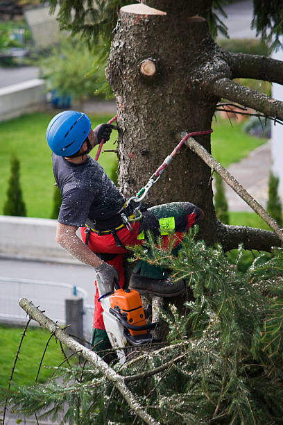 Best Lawn Drainage Solutions  in Hays, MT